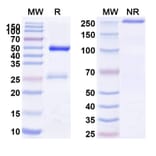 SDS-PAGE - Anti-CD9 Antibody [AT14-12] Biosimilar - BSA and Azide free (A339550) - Antibodies.com