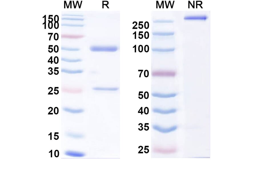 SDS-PAGE - Anti-CD98 Antibody [IGN523] Biosimilar - BSA and Azide free (A339551) - Antibodies.com