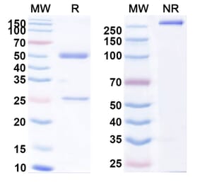 SDS-PAGE - Anti-CDCP1 Antibody [25A11] Biosimilar - BSA and Azide free (A339553) - Antibodies.com