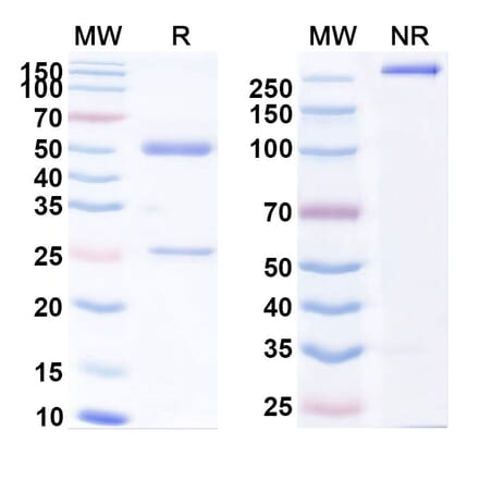 SDS-PAGE - Anti-CDCP1 Antibody [25A11] Biosimilar - BSA and Azide free (A339553) - Antibodies.com