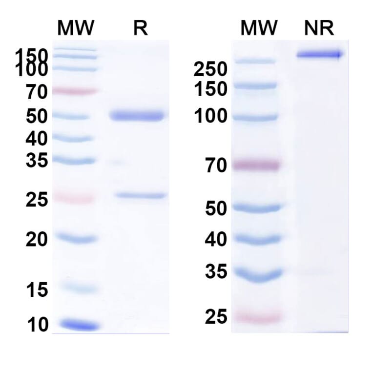 SDS-PAGE - Anti-CDCP1 Antibody [25A11] Biosimilar - BSA and Azide free (A339553) - Antibodies.com