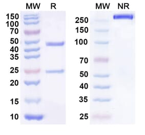 SDS-PAGE - Anti-CDCP1 Antibody [RG7287] Biosimilar - BSA and Azide free (A339554) - Antibodies.com