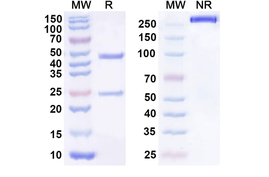 SDS-PAGE - Anti-CDCP1 Antibody [RG7287] Biosimilar - BSA and Azide free (A339554) - Antibodies.com