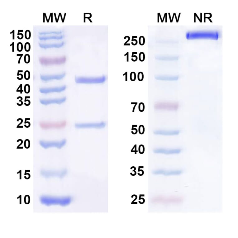 SDS-PAGE - Anti-CDCP1 Antibody [RG7287] Biosimilar - BSA and Azide free (A339554) - Antibodies.com