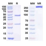 SDS-PAGE - Anti-CDCP1 Antibody [RG7287] Biosimilar - BSA and Azide free (A339554) - Antibodies.com