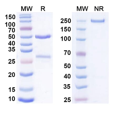SDS-PAGE - Anti-Cadherin-6 Antibody [DS-6a] Biosimilar - BSA and Azide free (A339555) - Antibodies.com