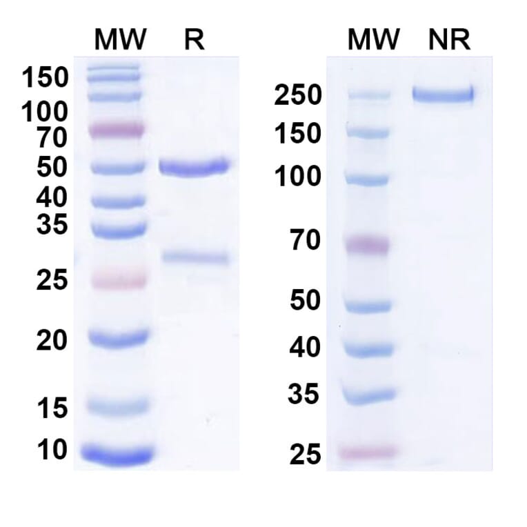 SDS-PAGE - Anti-Cadherin-6 Antibody [DS-6a] Biosimilar - BSA and Azide free (A339555) - Antibodies.com