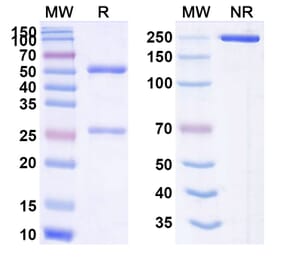 SDS-PAGE - Anti-CEA Antibody [Kab21] Biosimilar - BSA and Azide free (A339557) - Antibodies.com
