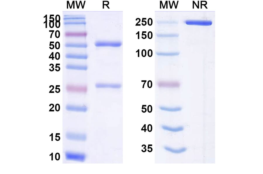 SDS-PAGE - Anti-CEA Antibody [BDC-234] Biosimilar - BSA and Azide free (A339558) - Antibodies.com