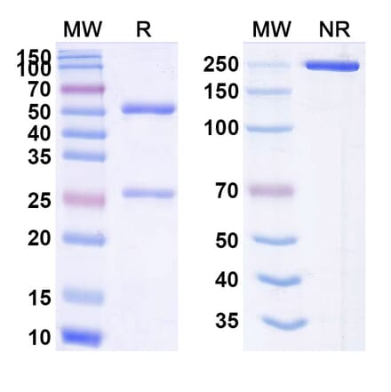 SDS-PAGE - Anti-CEA Antibody [BDC-234] Biosimilar - BSA and Azide free (A339558) - Antibodies.com
