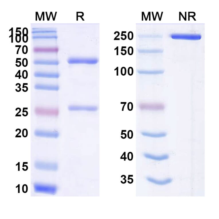 SDS-PAGE - Anti-CEA Antibody [BDC-234] Biosimilar - BSA and Azide free (A339558) - Antibodies.com