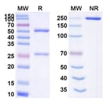 SDS-PAGE - Anti-CEA Antibody [BDC-234] Biosimilar - BSA and Azide free (A339558) - Antibodies.com