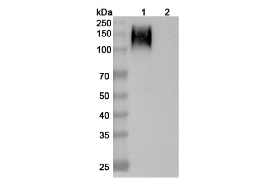 SDS-PAGE - Anti-CEA Antibody [SGM 11] Biosimilar - BSA and Azide free (A339559) - Antibodies.com
