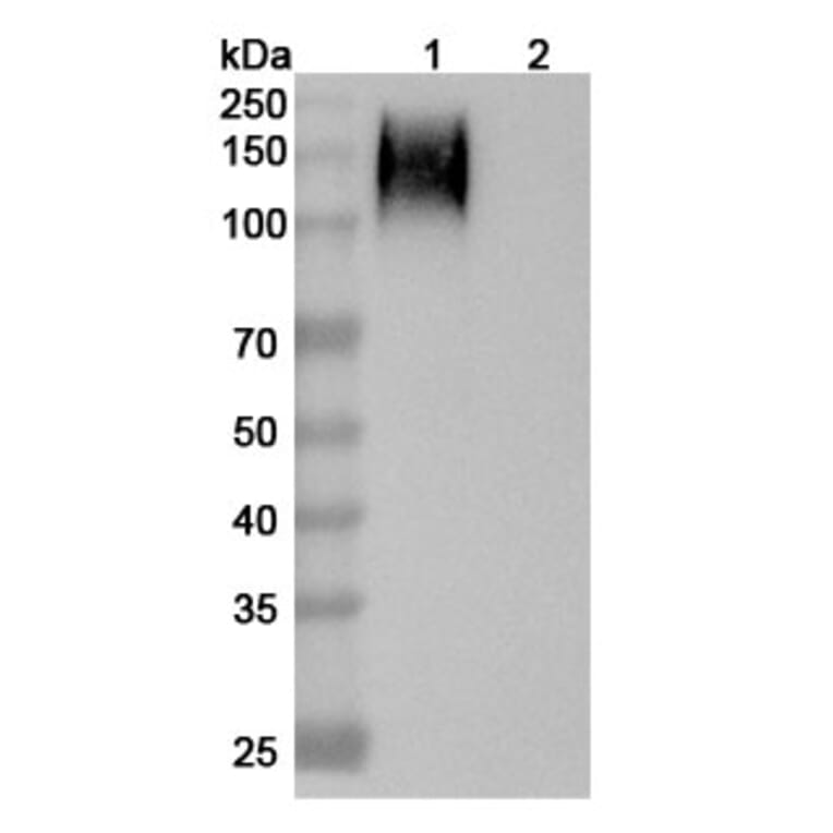 SDS-PAGE - Anti-CEA Antibody [SGM 11] Biosimilar - BSA and Azide free (A339559) - Antibodies.com