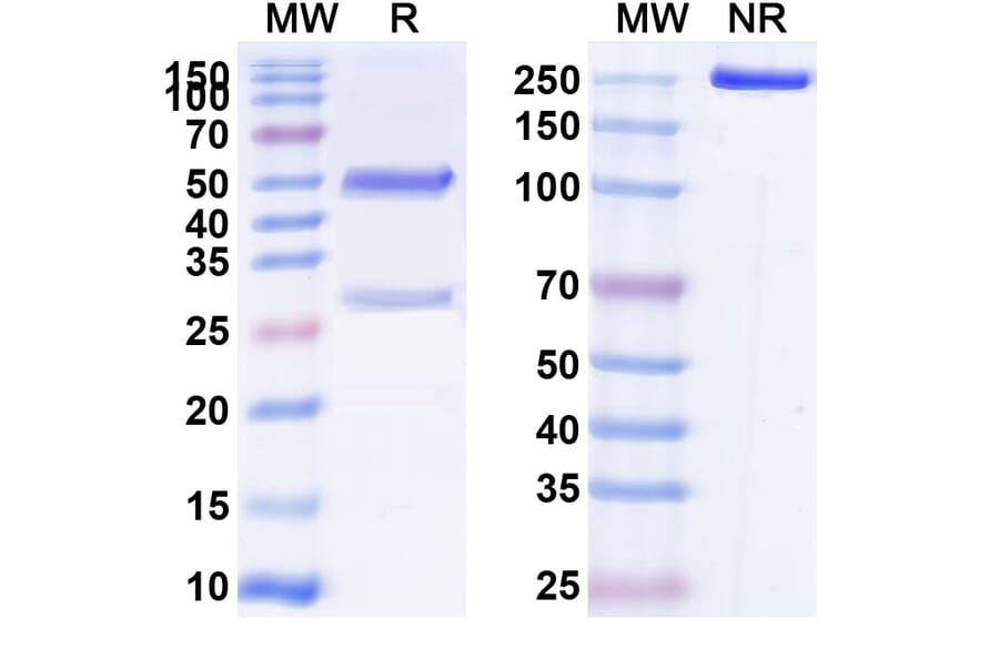 SDS-PAGE - Anti-CEA Antibody [SGM 11] Biosimilar - BSA and Azide free (A339559) - Antibodies.com