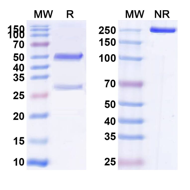 SDS-PAGE - Anti-CEA Antibody [SGM 11] Biosimilar - BSA and Azide free (A339559) - Antibodies.com