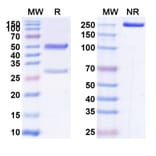 SDS-PAGE - Anti-CEA Antibody [SGM 11] Biosimilar - BSA and Azide free (A339559) - Antibodies.com