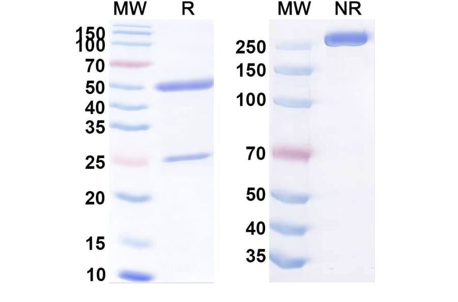SDS-PAGE - Anti-CEA Antibody [16C3] Biosimilar - BSA and Azide free (A339560) - Antibodies.com