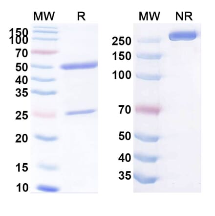 SDS-PAGE - Anti-CEA Antibody [16C3] Biosimilar - BSA and Azide free (A339560) - Antibodies.com