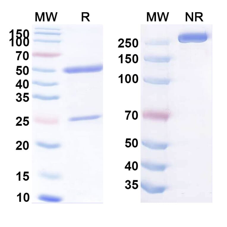 SDS-PAGE - Anti-CEA Antibody [16C3] Biosimilar - BSA and Azide free (A339560) - Antibodies.com