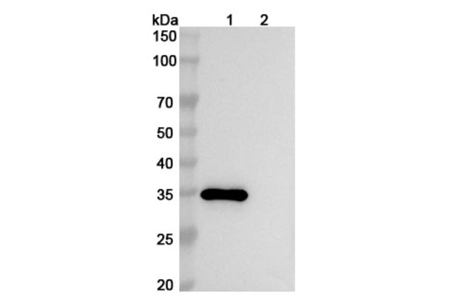 SDS-PAGE - Anti-CEACAM6 Antibody [NOV183] Biosimilar - BSA and Azide free (A339561) - Antibodies.com