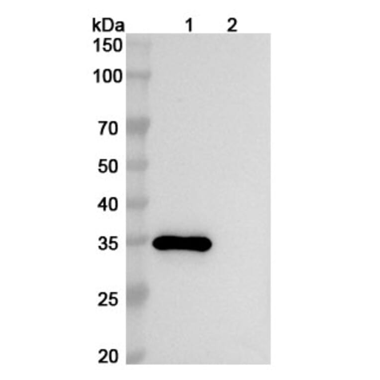 SDS-PAGE - Anti-CEACAM6 Antibody [NOV183] Biosimilar - BSA and Azide free (A339561) - Antibodies.com
