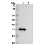 SDS-PAGE - Anti-CEACAM6 Antibody [NOV183] Biosimilar - BSA and Azide free (A339561) - Antibodies.com