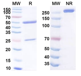 SDS-PAGE - Anti-GLG1 Antibody [PAT-PA1] Biosimilar - BSA and Azide free (A339563) - Antibodies.com