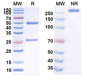SDS-PAGE - Anti-Claudin-1 Antibody [ALE.F2] Biosimilar - BSA and Azide free (A339564) - Antibodies.com