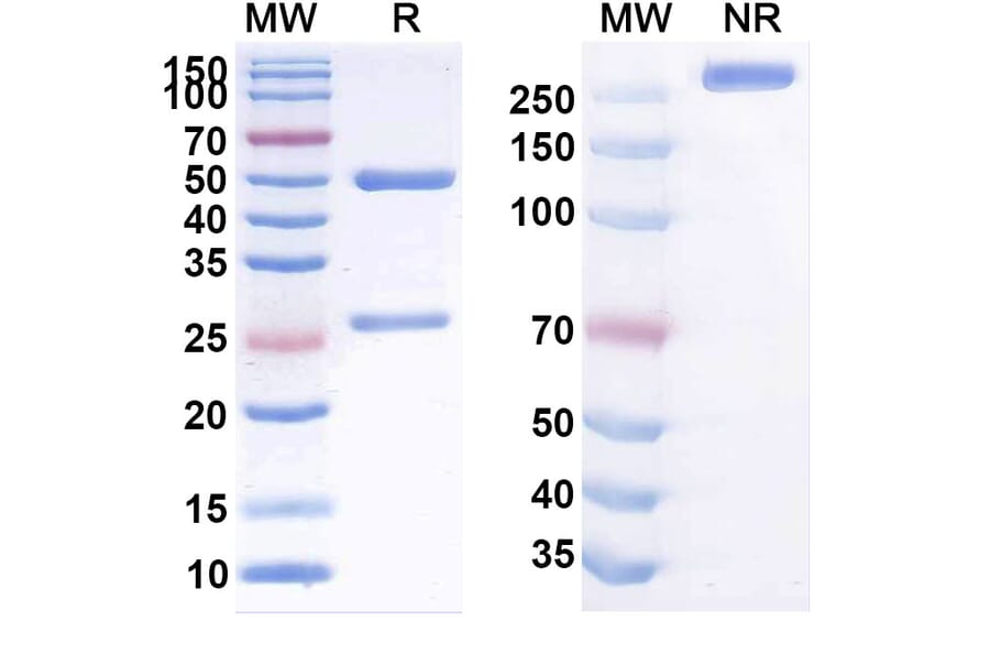 SDS-PAGE - Anti-Claudin-1 Antibody [ALE.F2] Biosimilar - BSA and Azide free (A339564) - Antibodies.com