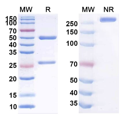 SDS-PAGE - Anti-Claudin-1 Antibody [ALE.F2] Biosimilar - BSA and Azide free (A339564) - Antibodies.com