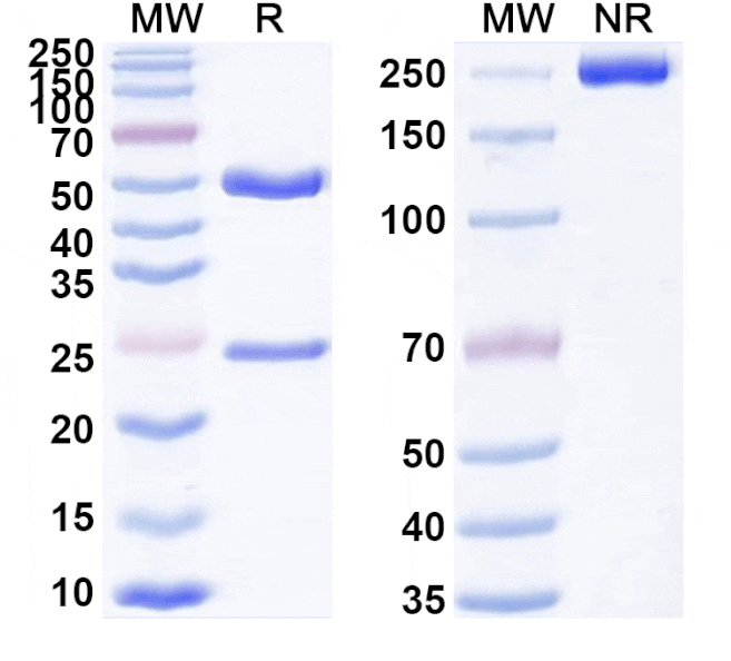 SDS-PAGE - Anti-Claudin 18 Antibody [ATG-22] Biosimilar - BSA and Azide free (A339565) - Antibodies.com
