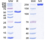 SDS-PAGE - Anti-Claudin 18 Antibody [ATG-22] Biosimilar - BSA and Azide free (A339565) - Antibodies.com
