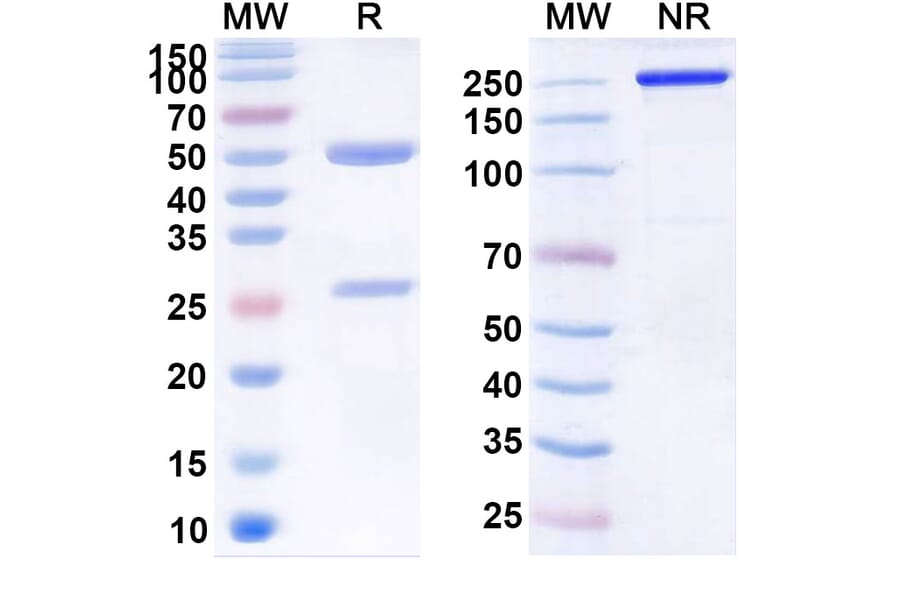 SDS-PAGE - Anti-Claudin 18 Antibody [BC8] Biosimilar - BSA and Azide free (A339571) - Antibodies.com