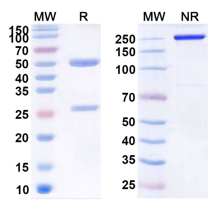SDS-PAGE - Anti-Claudin 18 Antibody [BC8] Biosimilar - BSA and Azide free (A339571) - Antibodies.com