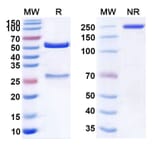 SDS-PAGE - Anti-Claudin 18 Antibody [TST1] Biosimilar - BSA and Azide free (A339579) - Antibodies.com