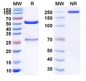 SDS-PAGE - Anti-Claudin-6 Antibody [AMG 794] Biosimilar - BSA and Azide free (A339580) - Antibodies.com