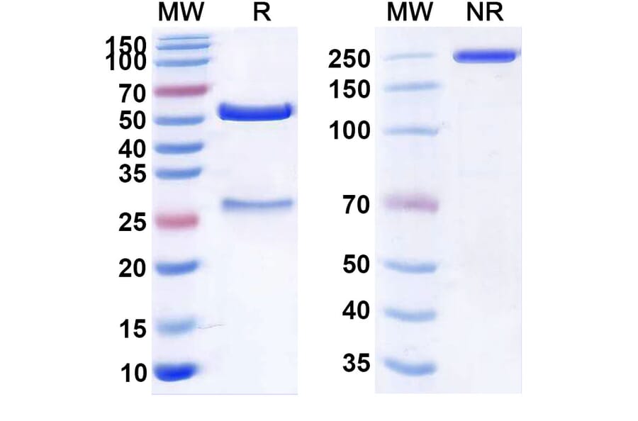 SDS-PAGE - Anti-Claudin-6 Antibody [AMG 794] Biosimilar - BSA and Azide free (A339580) - Antibodies.com