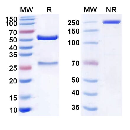 SDS-PAGE - Anti-Claudin-6 Antibody [AMG 794] Biosimilar - BSA and Azide free (A339580) - Antibodies.com
