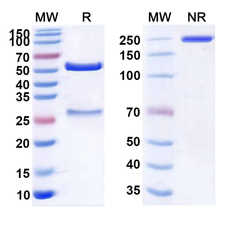 SDS-PAGE - Anti-Claudin-6 Antibody [AMG 794] Biosimilar - BSA and Azide free (A339580) - Antibodies.com