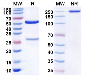 SDS-PAGE - Anti-c-Met Antibody [ABBV-4] Biosimilar - BSA and Azide free (A339583) - Antibodies.com