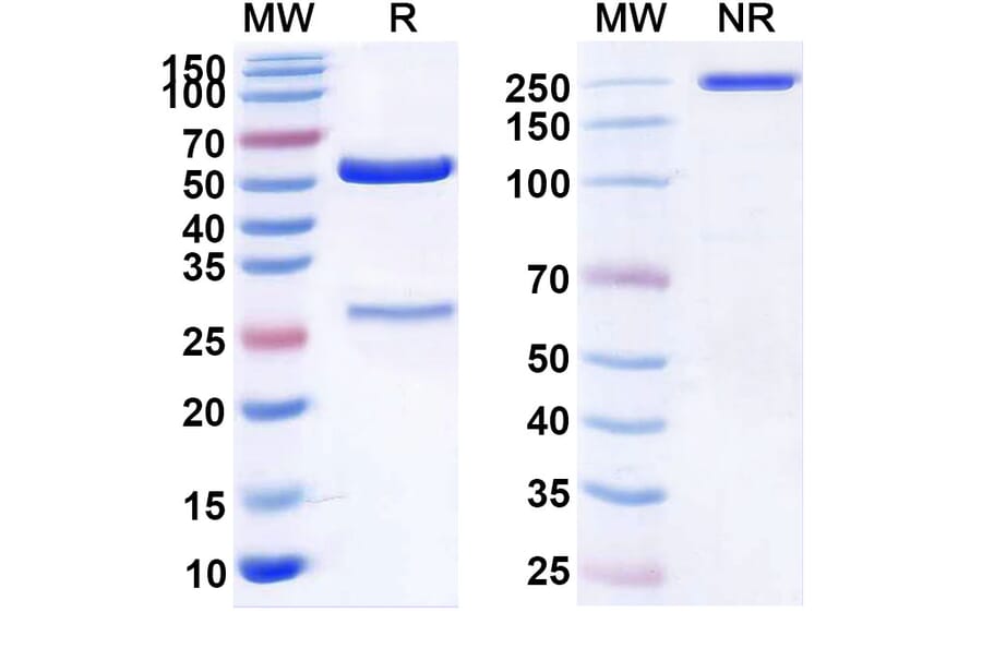SDS-PAGE - Anti-c-Met Antibody [ABBV-4] Biosimilar - BSA and Azide free (A339583) - Antibodies.com
