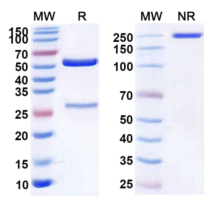 SDS-PAGE - Anti-c-Met Antibody [ABBV-4] Biosimilar - BSA and Azide free (A339583) - Antibodies.com