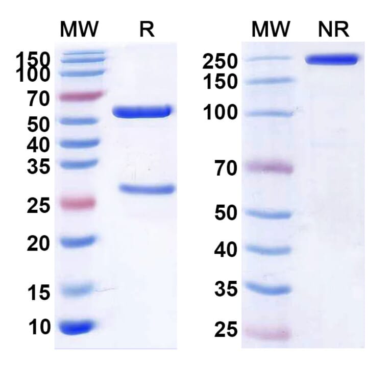SDS-PAGE - Anti-c-Met Antibody [ARGX-111] Biosimilar - BSA and Azide free (A339585) - Antibodies.com