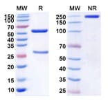 SDS-PAGE - Anti-c-Met Antibody [ARGX-111] Biosimilar - BSA and Azide free (A339585) - Antibodies.com