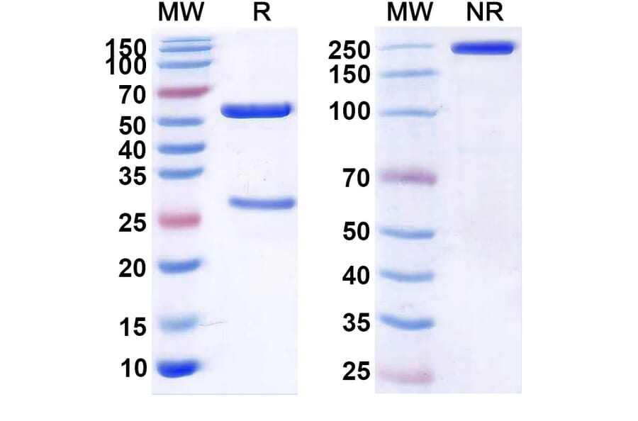 SDS-PAGE - Anti-c-Met Antibody [HuMax-cMet] Biosimilar - BSA and Azide free (A339586) - Antibodies.com