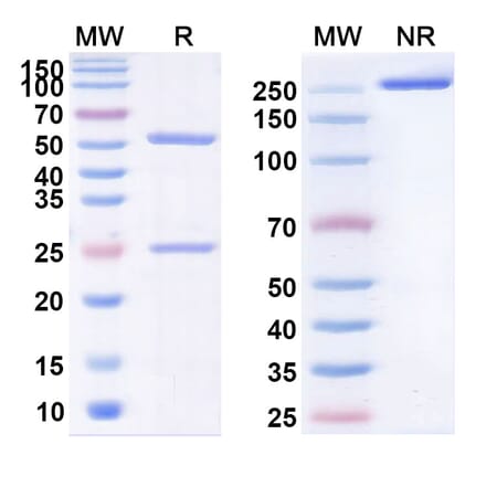 SDS-PAGE - Anti-c-Met Antibody [STI-67] Biosimilar - BSA and Azide free (A339591) - Antibodies.com