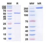 SDS-PAGE - Anti-c-Met Antibody [STI-67] Biosimilar - BSA and Azide free (A339591) - Antibodies.com