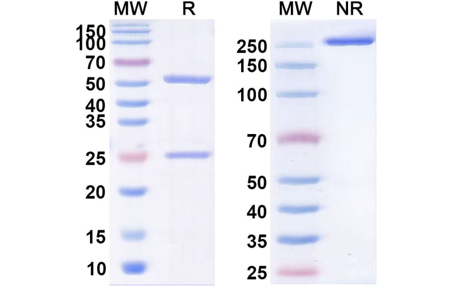 SDS-PAGE - Anti-c-Met Antibody [CBT-161] Biosimilar - BSA and Azide free (A339592) - Antibodies.com