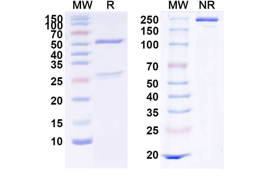 SDS-PAGE - Anti-c-Met Antibody [STI-62] Biosimilar - BSA and Azide free (A339593) - Antibodies.com